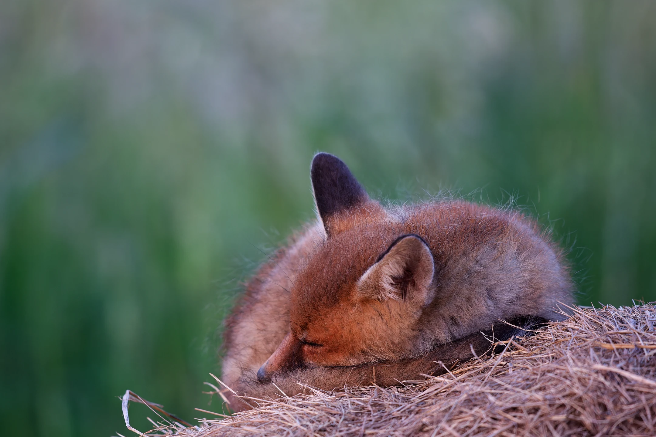 Photo : Renard roux (Vulpes vuples) – France, Vosges.