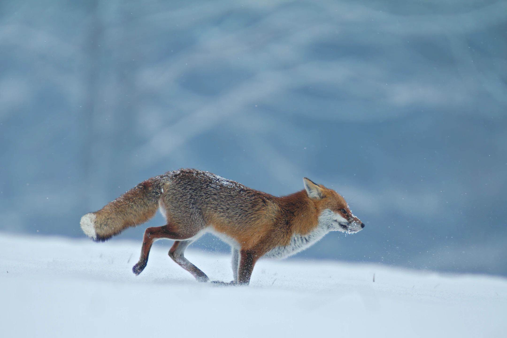 Photo : Renard roux (Vulpes vuples) – France, Franche-Comté.