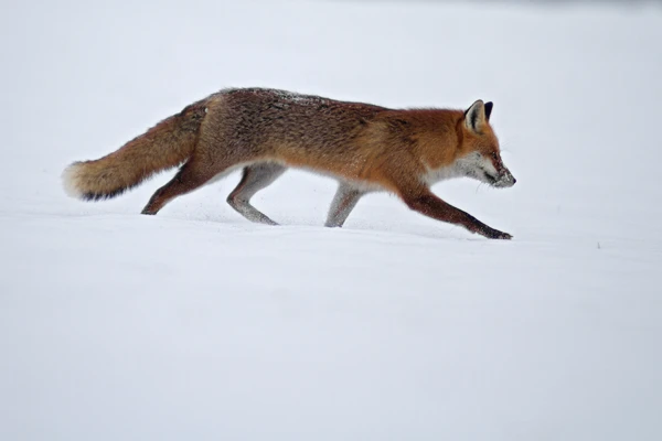 Photo : Renard roux (Vulpes vuples) – France, Franche-Comté.