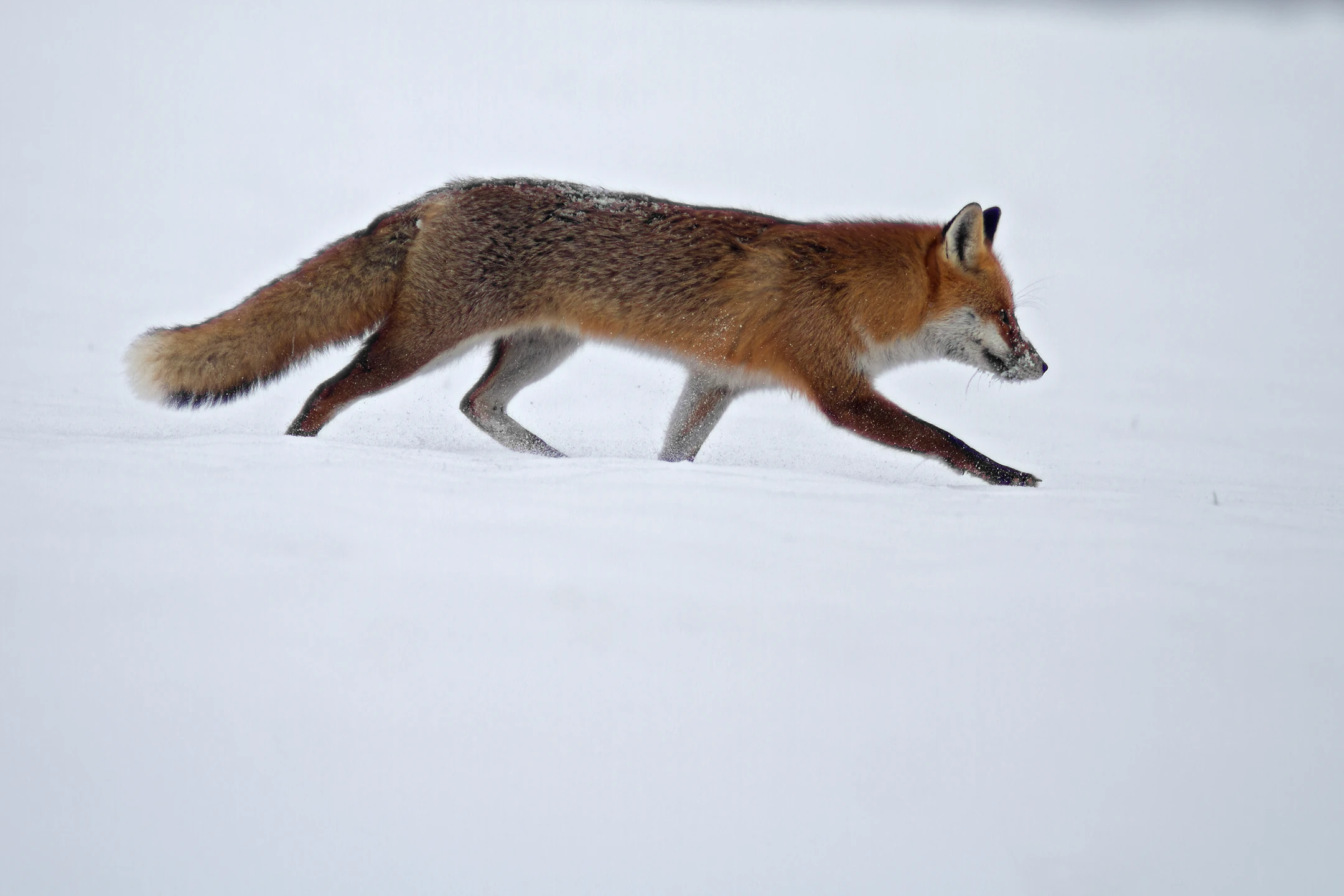 Photo : Renard roux (Vulpes vuples) – France, Franche-Comté.