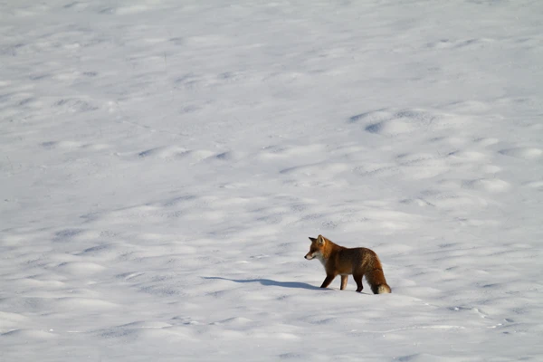 Photo : Renard roux (Vulpes vuples) – France, Franche-Comté.