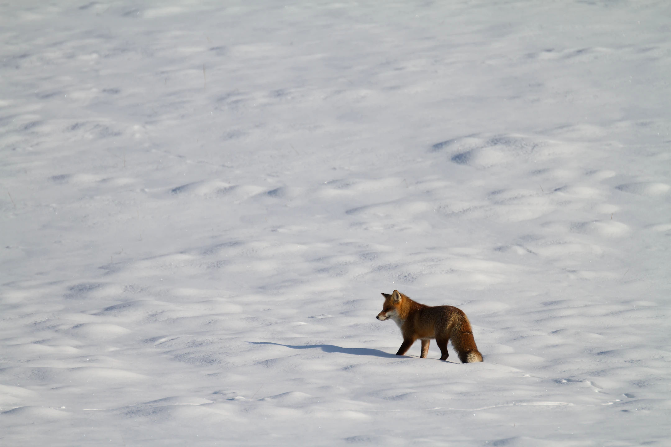 Photo : Renard roux (Vulpes vuples) – France, Franche-Comté.