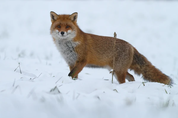 Photo : Renard roux (Vulpes vuples) – France, Franche-Comté.