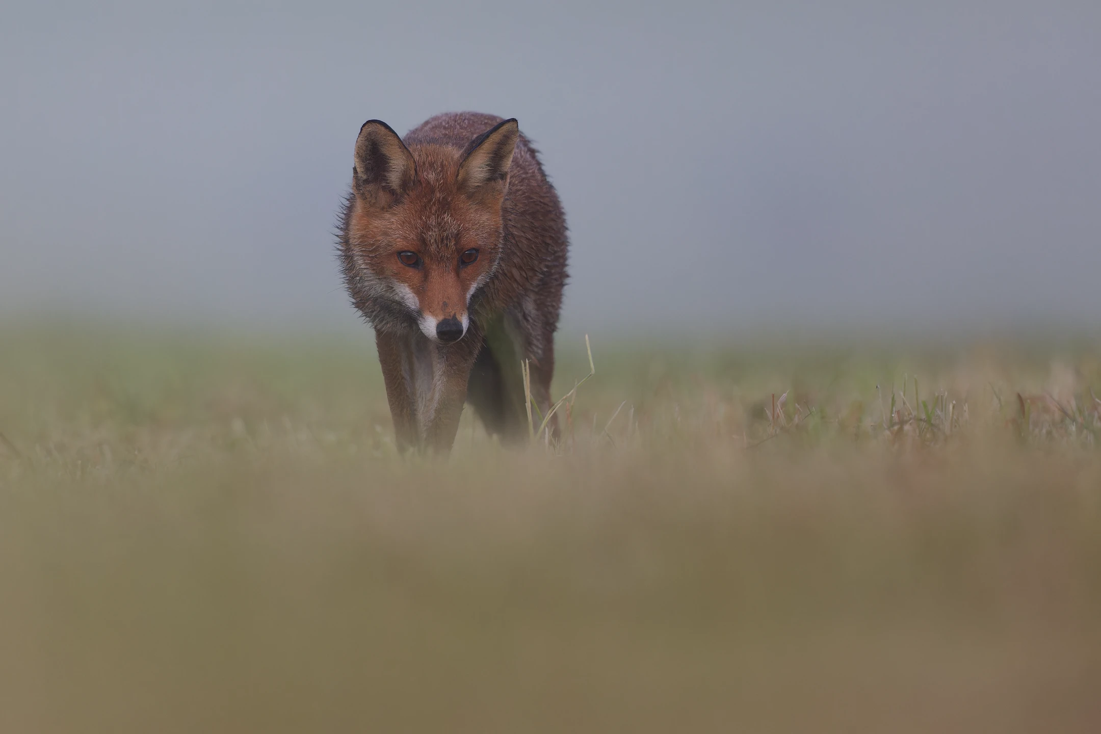 Photo : Renard roux (Vulpes vuples) – France, Vosges.