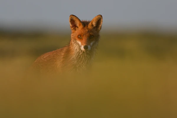 Photo : Renard roux (Vulpes vuples) – France, Vosges.