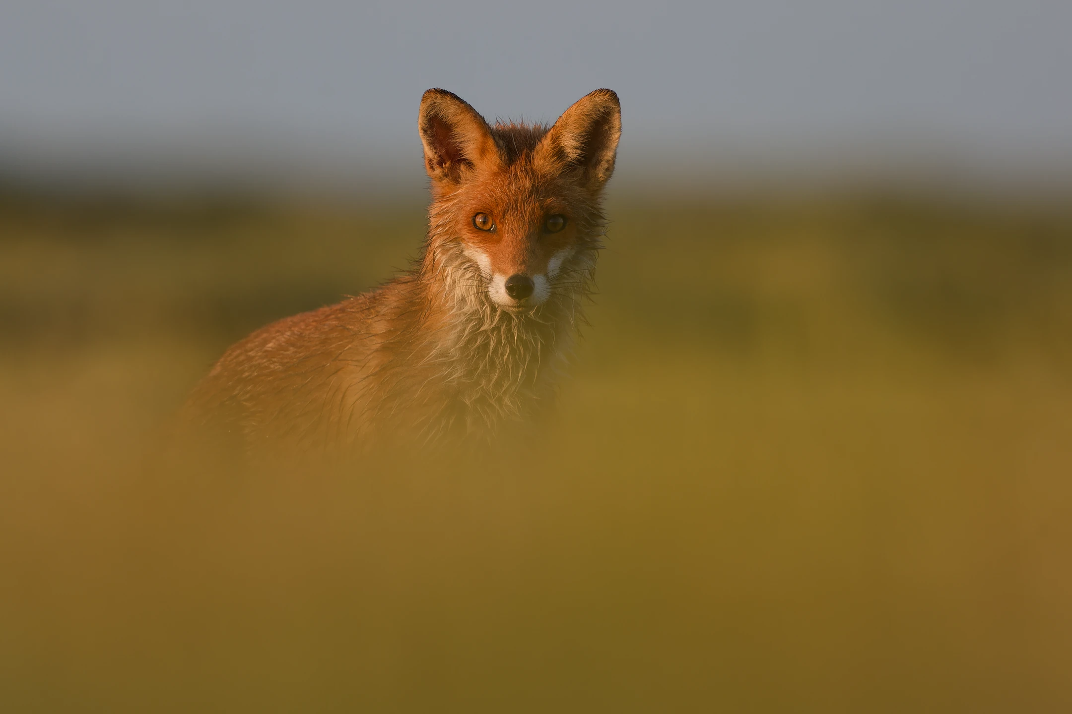 Photo : Renard roux (Vulpes vuples) – France, Vosges.