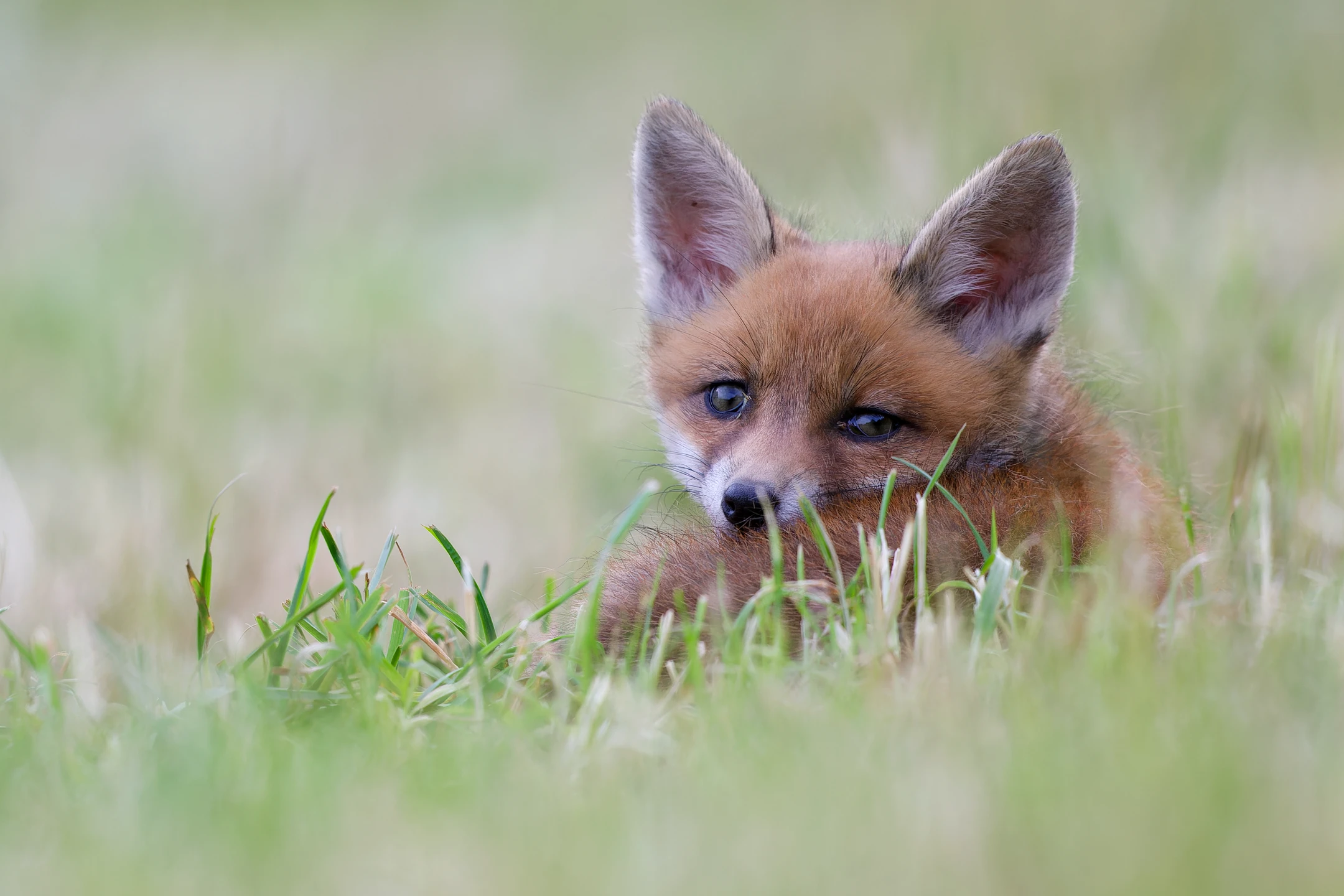 Photo : Renard roux (Vulpes vuples) – France, Vosges.