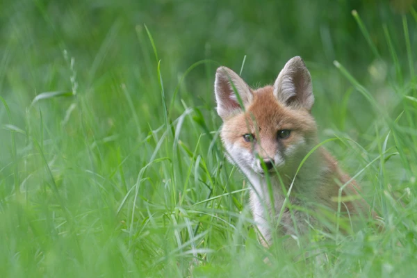Photo : Renard roux (Vulpes vuples) – France, Franche-Comté.
