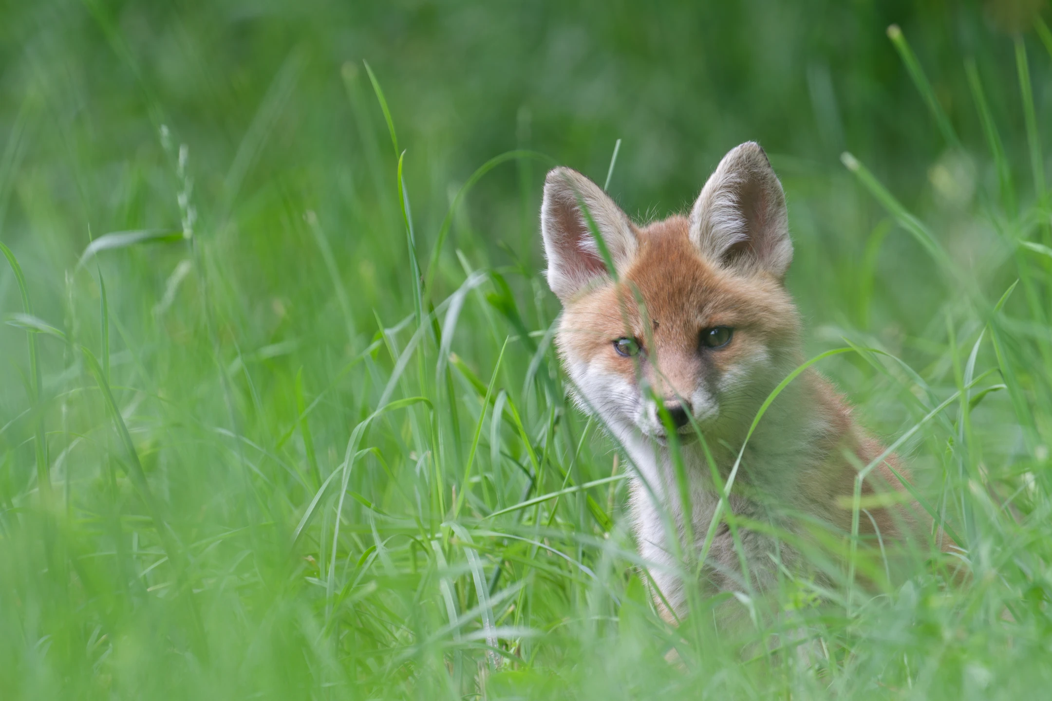 Photo : Renard roux (Vulpes vuples) – France, Franche-Comté.