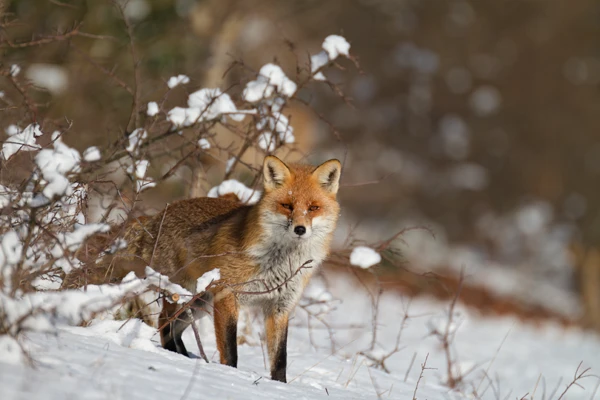 Photo : Renard roux (Vulpes vuples) – France, Franche-Comté.