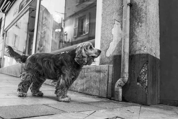 Street photo Seine-et-Marne : Lagny-sur-Marne.
