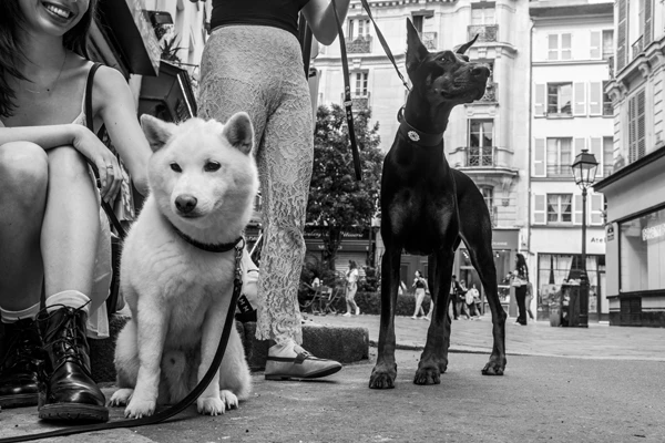 Street photo : Shiba & Dobermann – France, Paris, Marais, Rue Ferdinand Duval.