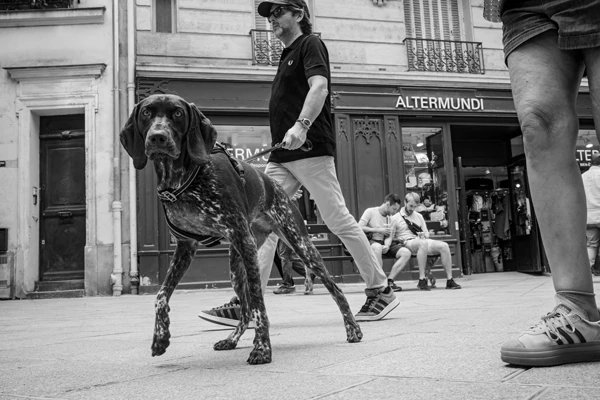 Street photo : Braque allemand à poil court – France, Paris, Marais, Rue Pavée.