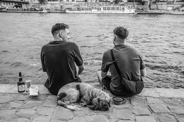 Street photo : Cocker Spaniel anglais – France, Paris, Port du Louvre.