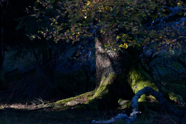 Photo : Ent (Onodrim) de la forêt de Fangorn.