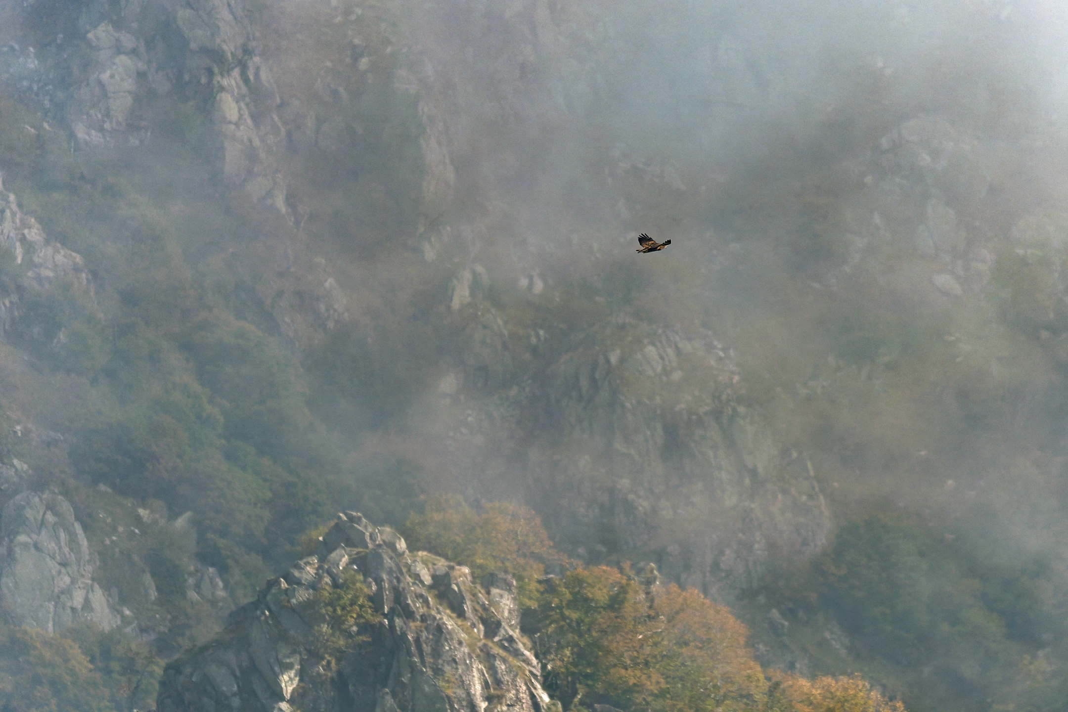 Photo : Thorondor, Seigneur des Aigles — Terre du Milieu.