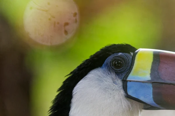 Photo : Toucan à bec rouge (Ramphastos tucanus).