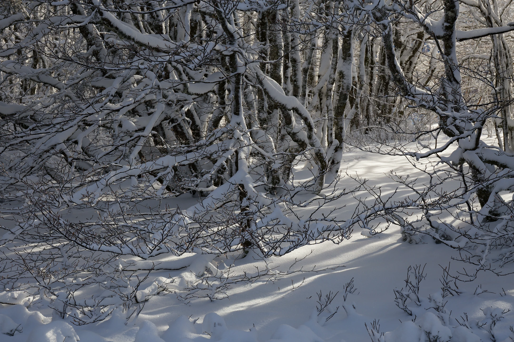 Photo : Hêtraie des Trois Fours, saupoudrée de neige en hiver, Vosges.