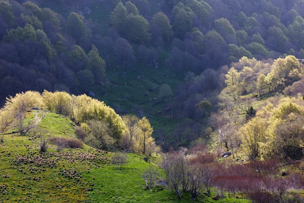Photo : Tourbière du Cirque du Hohneck au printemps, Vosges.