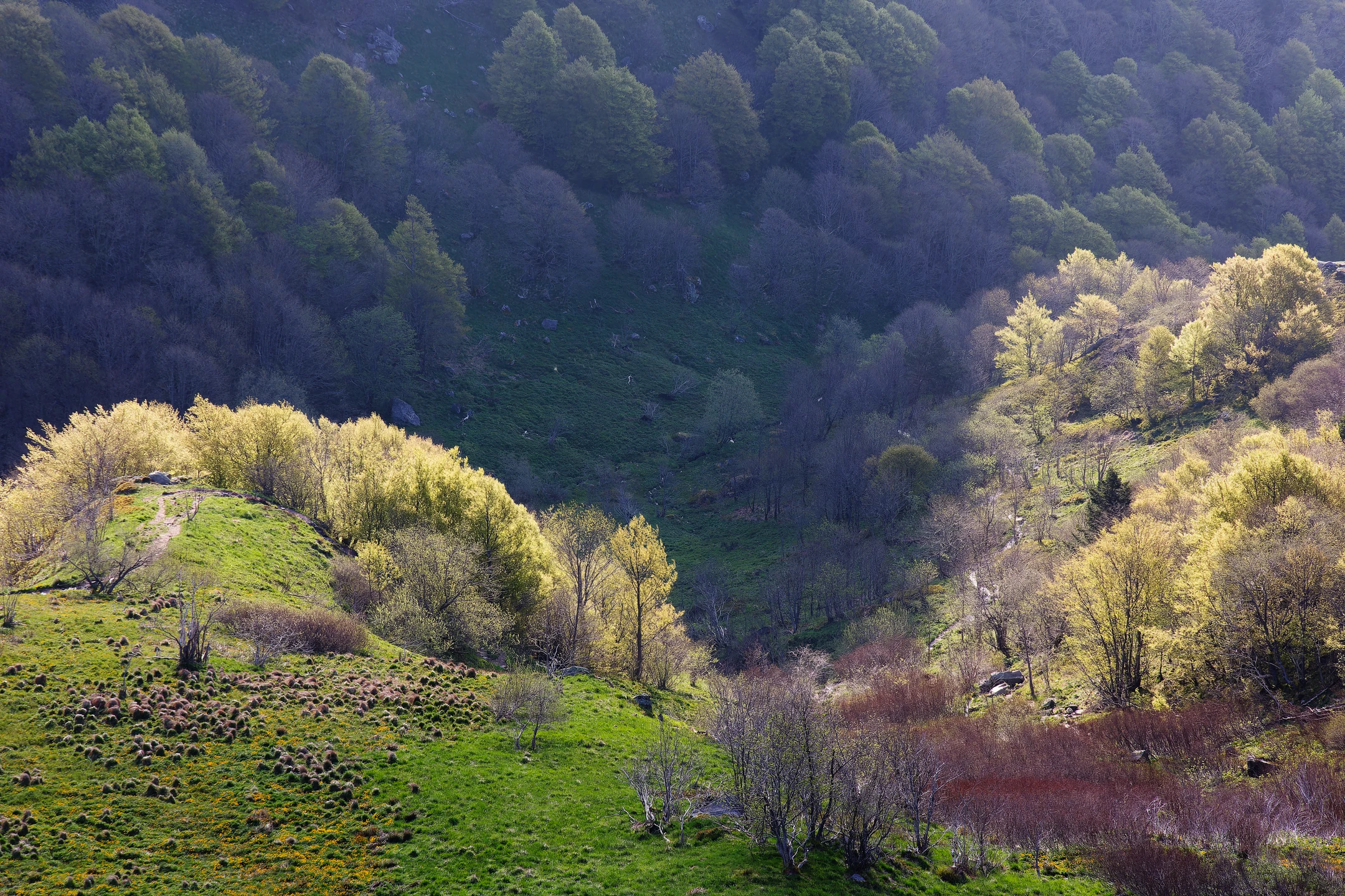 Photo : Tourbière du Cirque du Hohneck au printemps, Vosges.