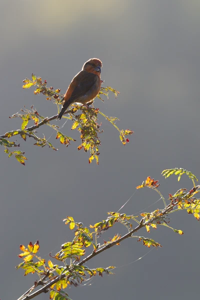 Photo : Bec-croisé des sapins (Loxia curvirostra) sur sa branche à l'automne, Vosges.