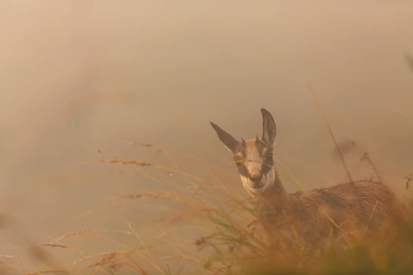 Photo : Jeune chamois (Rupicapra rupicapra) dans une brume estivale à l'aube, aux Spitzkoepfe, Vosges.