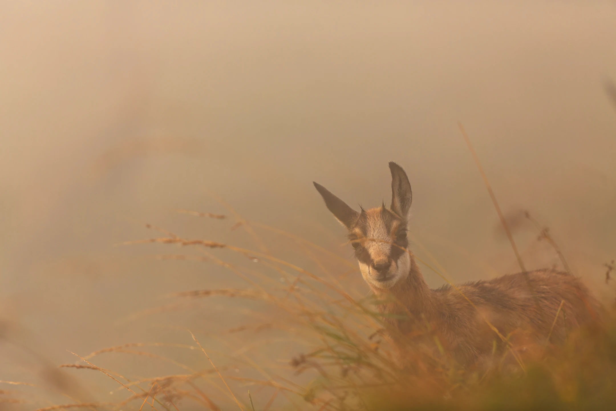 Photo : Jeune chamois (Rupicapra rupicapra) dans une brume estivale à l'aube, aux Spitzkoepfe, Vosges.