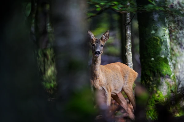 Photo : Chevreuil (Capreolus capreolus) au bois, tirant la langue, Vosges.