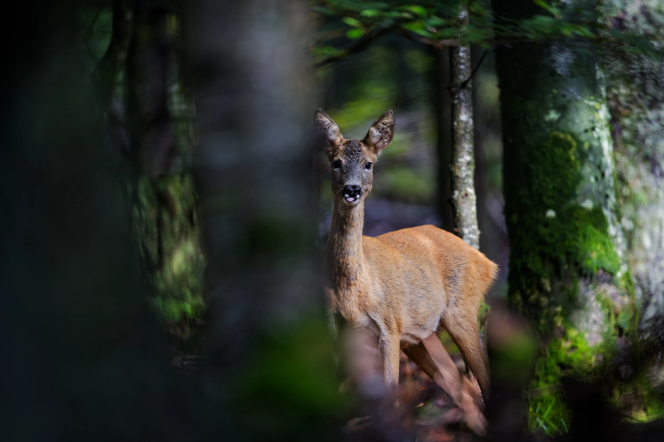 Photo : Chevreuil (Capreolus capreolus) au bois, tirant la langue, Vosges.