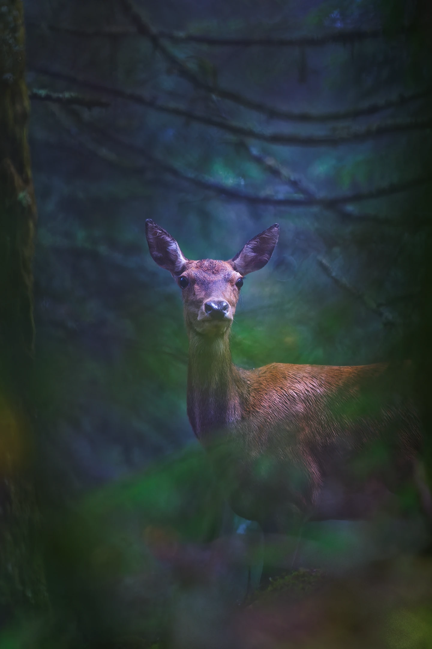 Photo : Biche de cerf élaphe (Cervus elaphus) en forêt humide sous la pluie, Vosges.