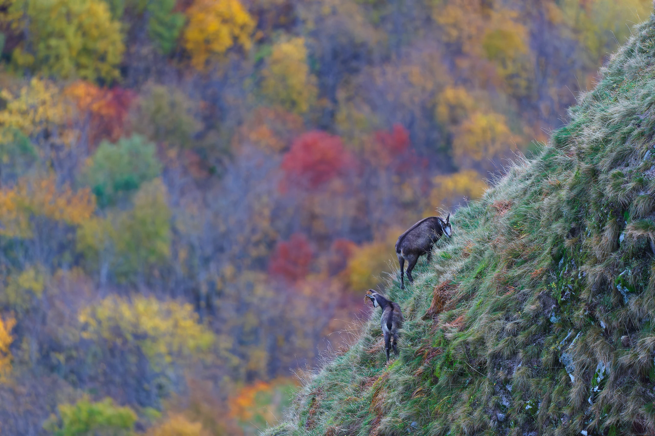 Photo : Mère chamois (Rupicapra rupicapra) et son petit à l'automne coloré, Vosges.