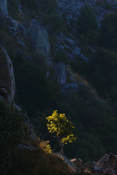 Photo : Clair-obscur sur érable du cirque du Hohneck en été, Vosges.