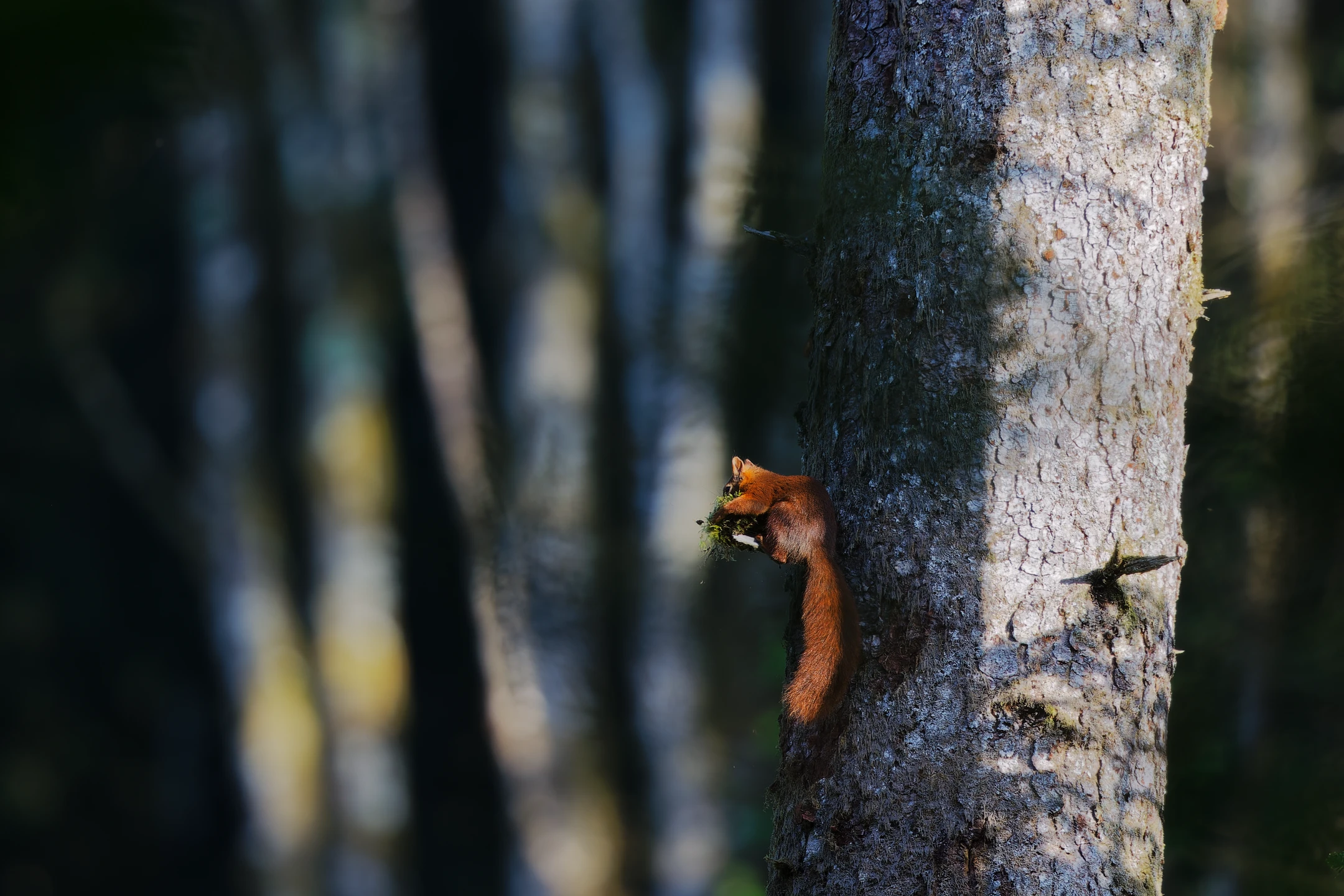 Photo : Écureuil roux (Sciurus vulgaris) au Bouchot à l'automne, Vosges.