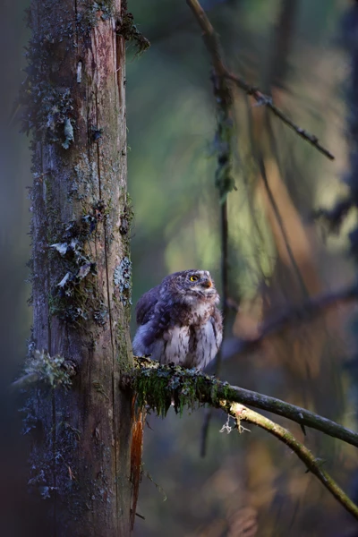 Photo : Chevêchette d'Europe (Glaucidium passerinum) au bois, Vosges.