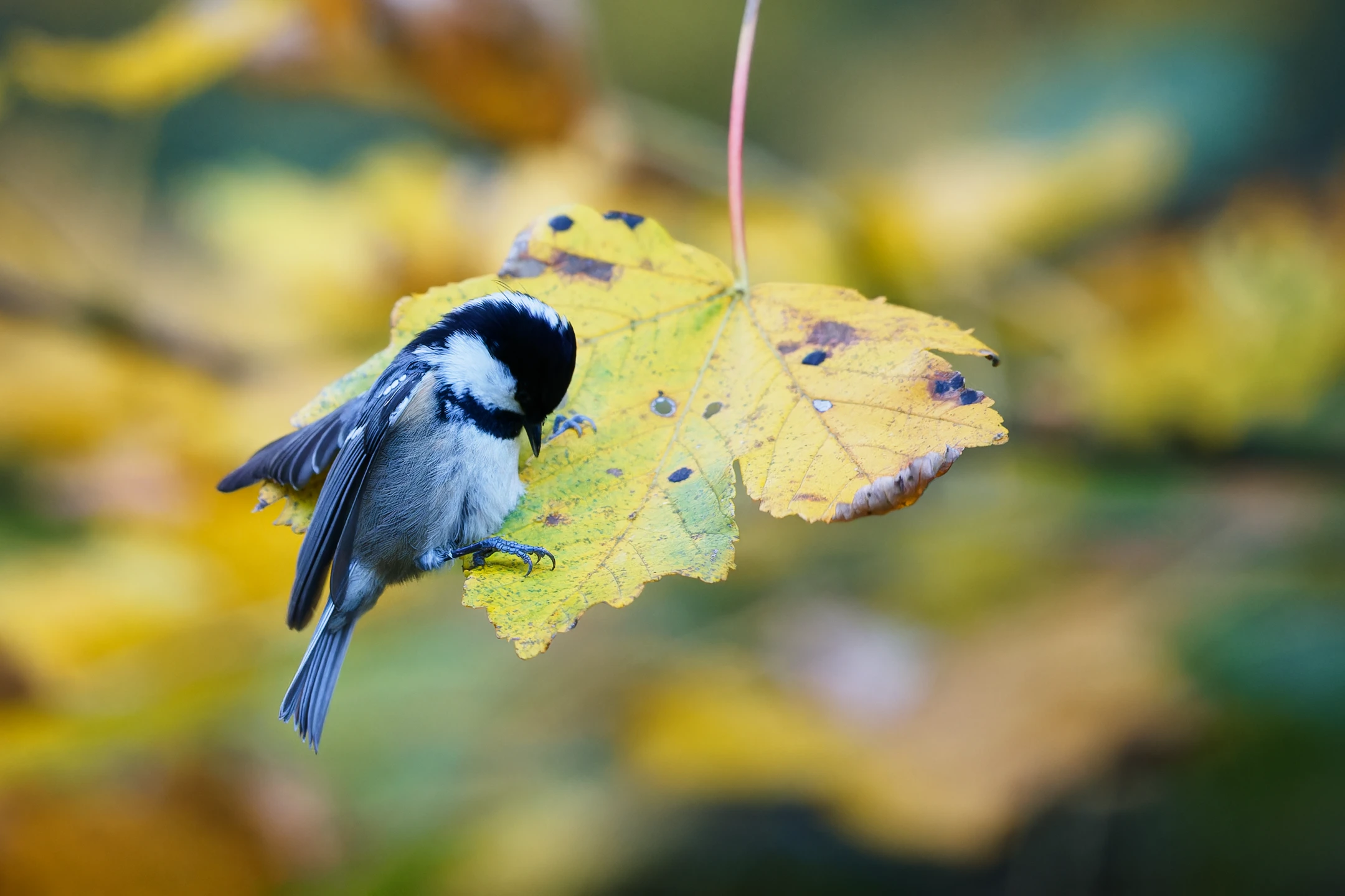 Photo : Mésange noire (Periparus ater) sur feuille d'érable à l'automne, Vosges.