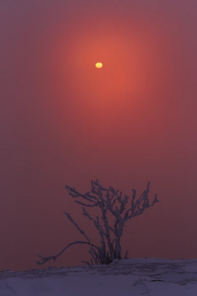 Photo : Arbre givré et levé de brume sur la Martinswand, Vosges.