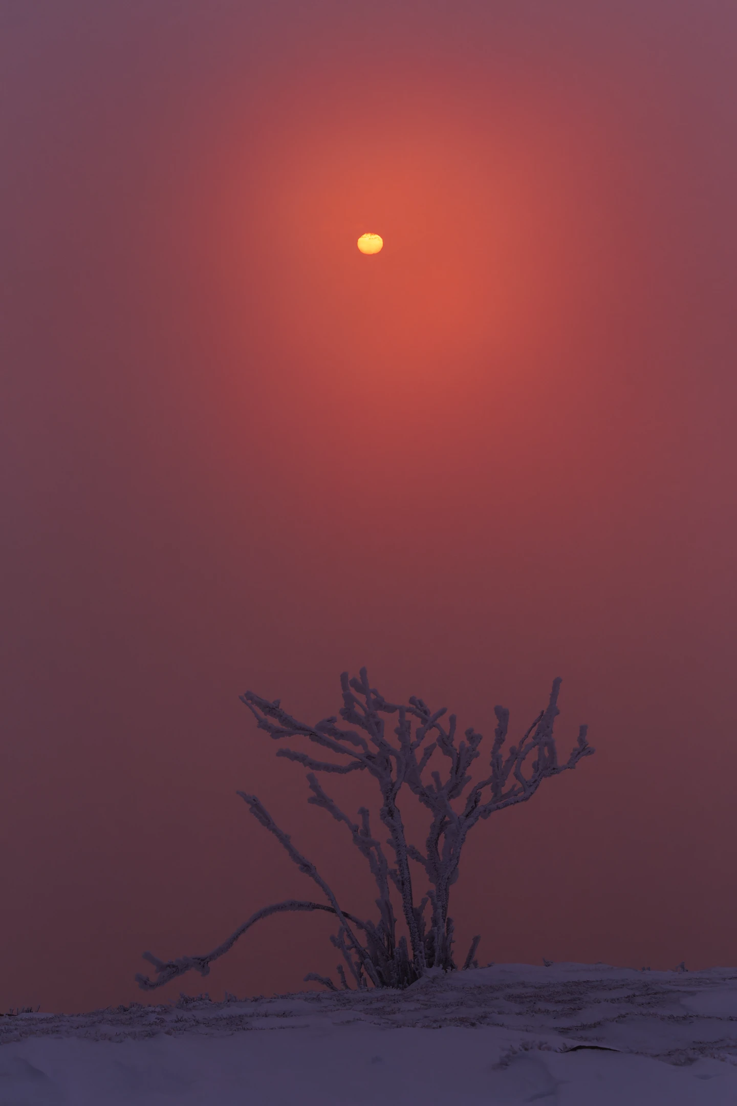 Photo : Arbre givré et levé de brume sur la Martinswand, Vosges.