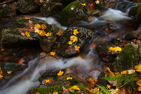 Photo : Goutte de Machais parsemée de feuilles d'érable automnales, Vosges.