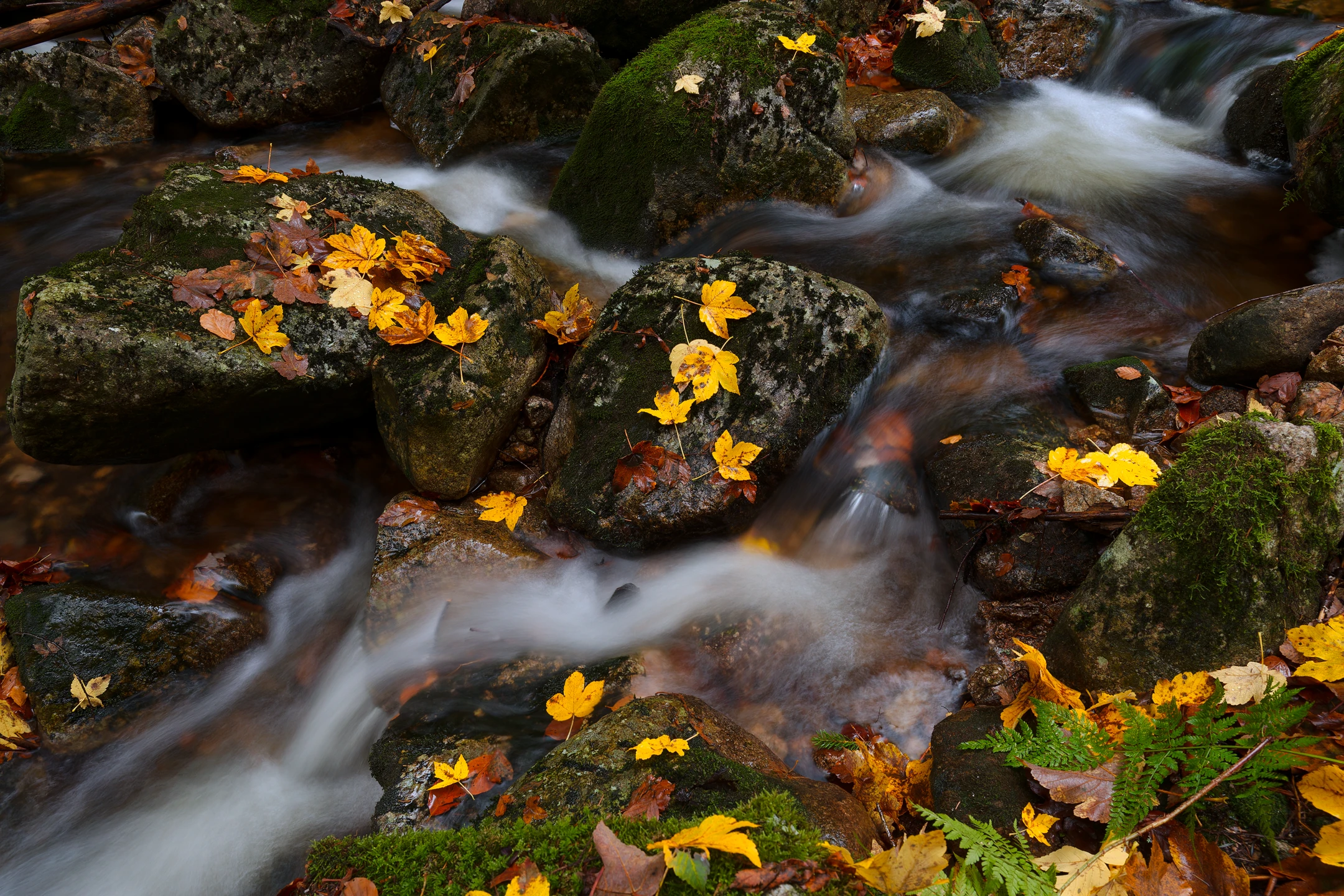 Photo : Goutte de Machais parsemée de feuilles d'érable automnales, Vosges.