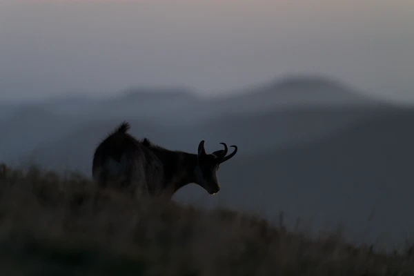 Photo : Chamois (Rupicapra rupicapra) à l'aube au Hohneck sur fond de montagnes, Vosges.