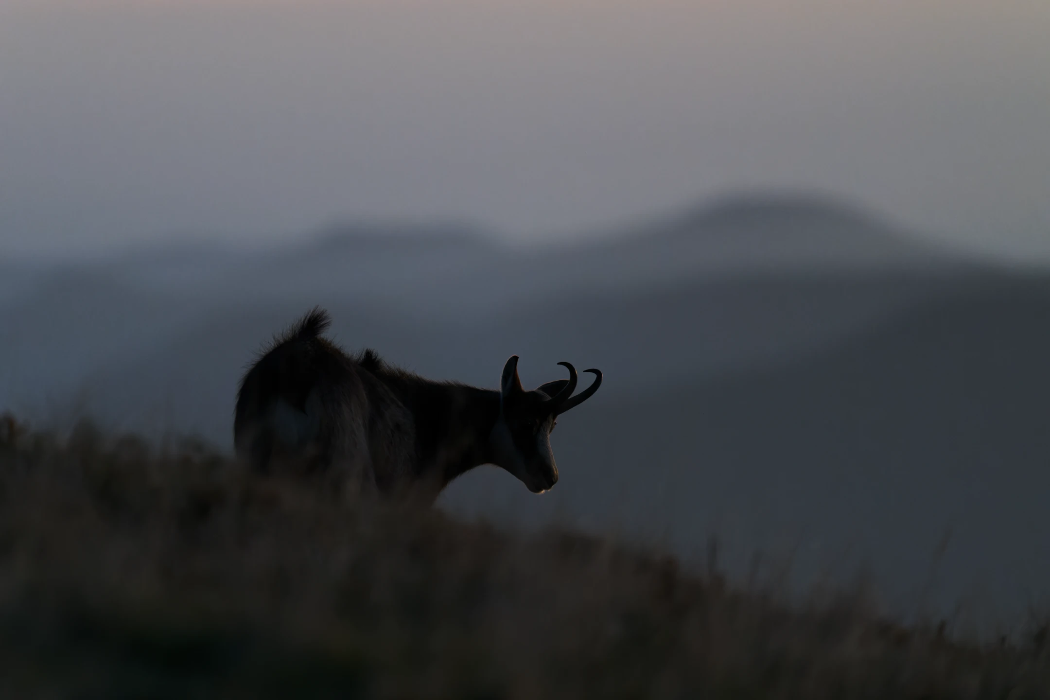 Photo : Chamois (Rupicapra rupicapra) à l'aube au Hohneck sur fond de montagnes, Vosges.