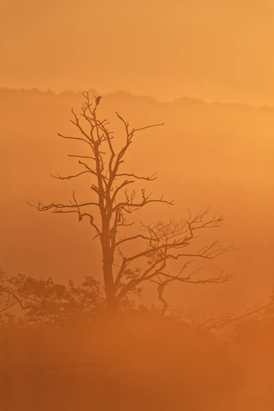 Photo : Silhouette d'un corvidé posé sur un abre mort dans une aube brumeuse orange en été, Vosges.