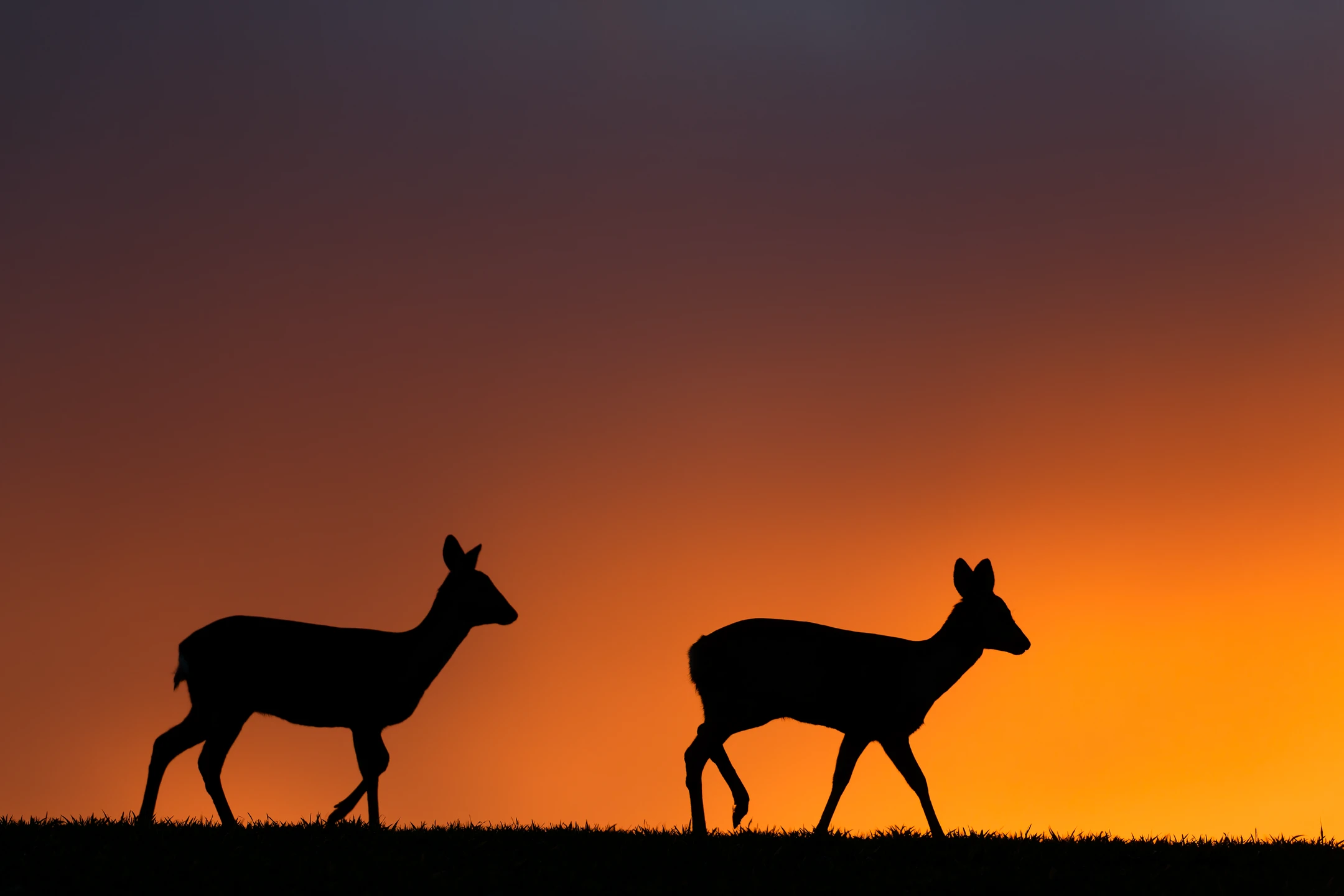 Photo : Chevreuils (Capreolus capreolus) en contre-jour au crépuscule en plaine, Vosges.