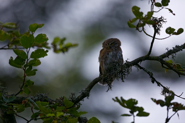 Photo : Chevêchette d'Europe (Glaucidium passerinum) en forêt, Vosges.