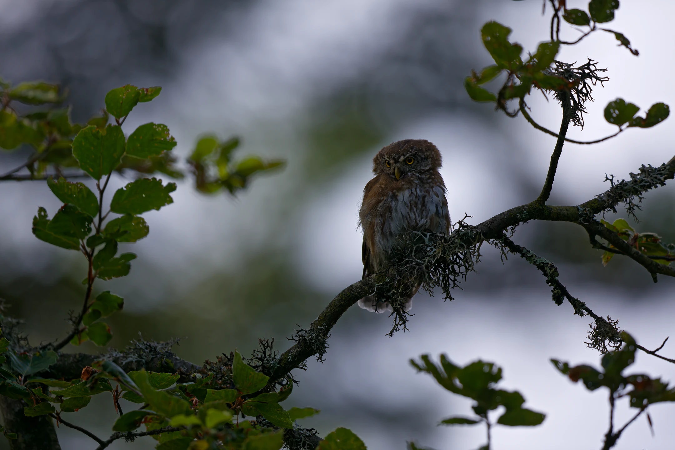 Photo : Chevêchette d'Europe (Glaucidium passerinum) en forêt, Vosges.