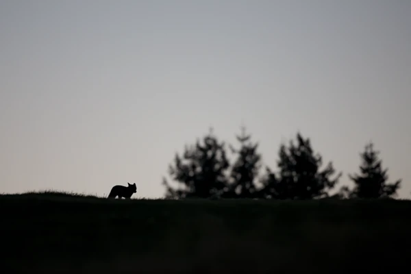 Photo : Renard roux (Vulpes vulpes) aux Champis, en contre-jour, à l'aube, Vosges.