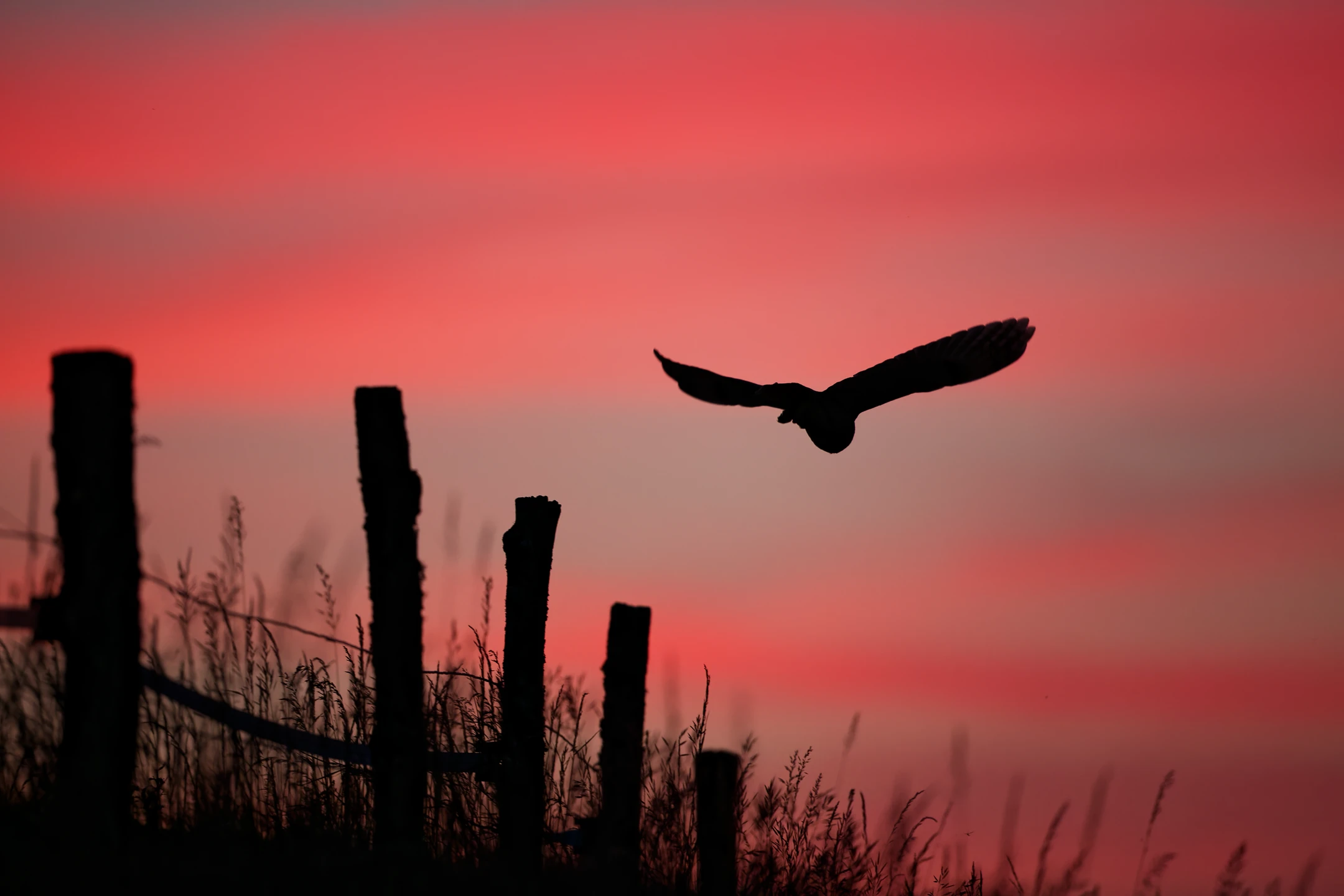Photo : Hibou moyen-duc (Asio otus) en vol, en contre-jour, au crépuscule, Vosges.