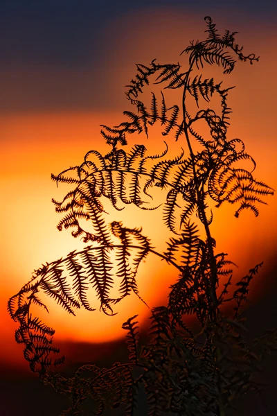 Photo : Fougère en contre-jour, au crépuscule, à l'automne, Vosges.