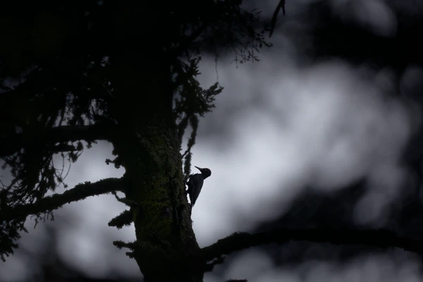 Photo : Pic noir (Dryocopus martius) au bois, en contre-jour, à l'automne, Vosges.