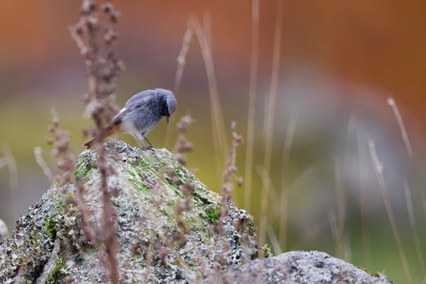 Photo : Rougequeue noir (Phoenicurus ochruros) au Régit, Vologne, Vosges.